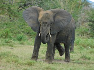 Ngasha geht es gut! (c) Sheldrick Wildlife Trust