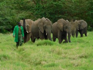 Die Waisen auf dem Weg zur Milchfütterung (c) Sheldrick Wildlife Trust