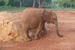 Pika Pika schubbert sich an dem uns altbekannten Stein (c) Sheldrick Wildlife Trust