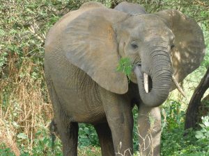 Quanza frisst bei der Hitze lieber im Schatten (c) Sheldrick Wildlife Trust