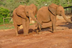Sagala (links) und Emoli (c) Sheldrick Wildlife Trust