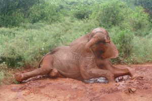 Suswa hat sich ihre eigene kleine Suhle gewälzt (c) Sheldrick Wildlife Trust