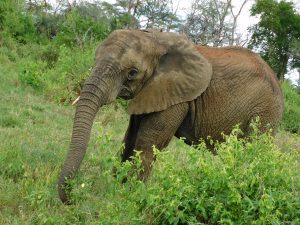 Zongoloni auf Streifgang (c) Sheldrick Wildlife Trust