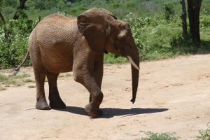 Barsilinga (c) Sheldrick Wildlife Trust