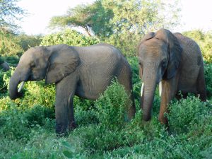 Namalok und Barsilinga (c) Sheldrick Wildlife Trust