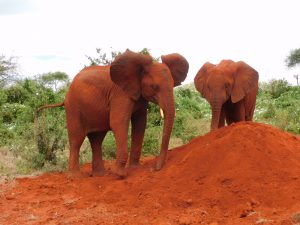 Oltaiyoni und Naseku (c) Sheldrick Wildlife Trust