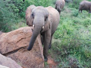 Roi beim Kratzen (c) Sheldrick Wildlife Trust