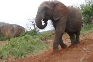 Sana Sana (c) Sheldrick Wildlife Trust