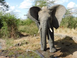 Alamaya (c) Sheldrick Wildlife Trust