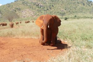 Arruba (c) Sheldrick Wildlife Trust