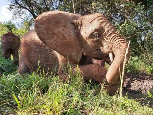 Dololo (c) Sheldrick Wildlife Trust