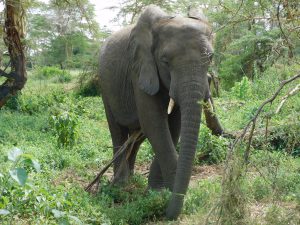 Faraja (c) Sheldrick Wildlife Trust