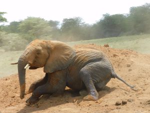 Jasiri (c) Sheldrick Wildlife Trust