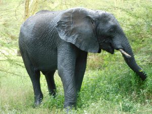 Lima Lima (c) Sheldrick Wildlife Trust