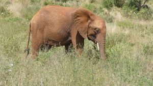 Murit (c) Sheldrick Wildlife Trust