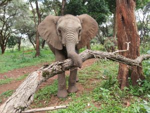 Naboishu (c) Sheldrick Wildlife Trust