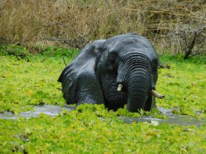 Ngasha (c) Sheldrick Wildlife Trust