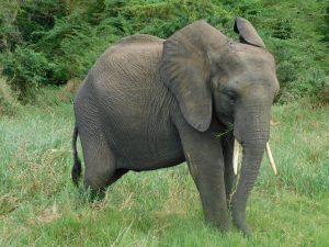 Quanza (c) Sheldrick Wildlife Trust