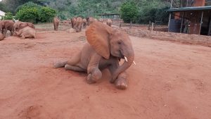 Rorogoi (c) Sheldrick Wildlife Trust
