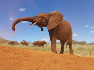 Rorogoi (c) Sheldrick Wildlife Trust