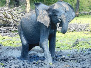 Shukuru (c) Sheldrick Wildlife Trust