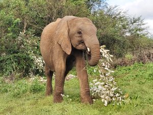Tamiyoi (c) Sheldrick Wildlife Trust