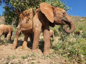 Tamiyoi sucht ein Schattenplätzchen (c) Sheldrick Wildlife Trust