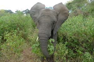 Zongoloni (c) Sheldrick Wildlife Trust