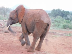 Barsilinga (c) Sheldrick Wildlife Trust