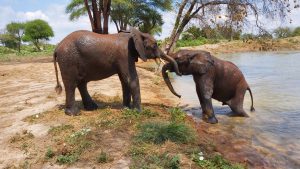 Namalok mit Wanjala (c) Sheldrick Wildlife Trust