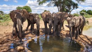 Beim Saufen (c) Sheldrick Wildlife Trust