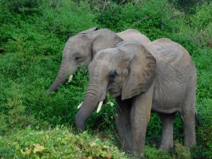 Tusuja und Kamok (c) Sheldrick Wildlife Trust