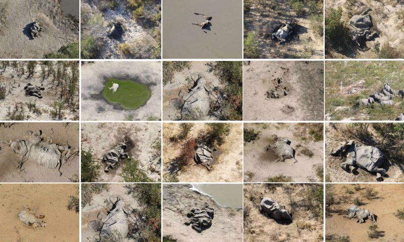 Quelle: The Guardian, 1. Juli 2020: https://www.theguardian.com/environment/2020/jul/01/more-than-350-elephants-dead-in-mysterious-mass-die-off-botswana-aoe