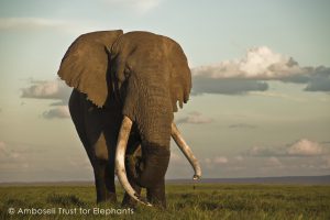 Tim, eine Ikone aus Amboseli