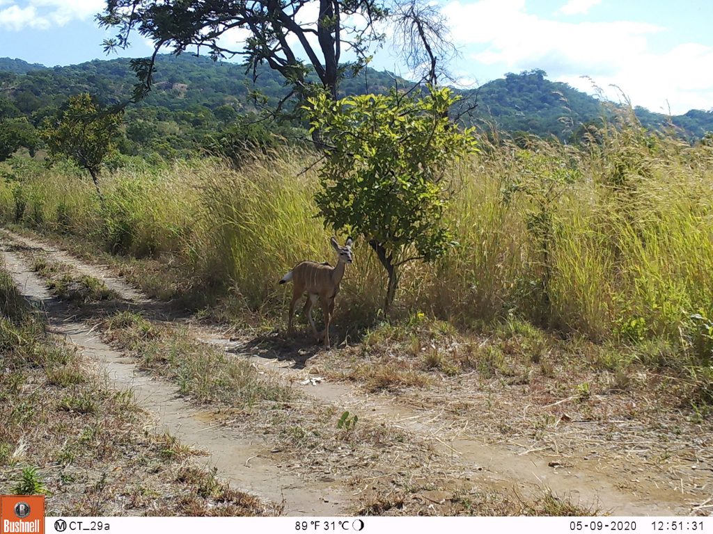 Ein Kudu-Kälbchen. (c) Wildlife Action Group