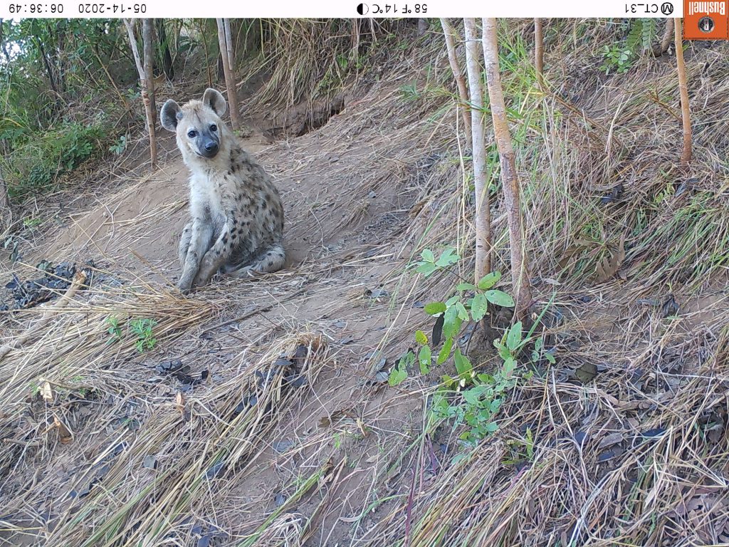 Eine Tüpfelhyäne macht ein Päuschen vor ihrem Bau. (c) Wildlife Action Group