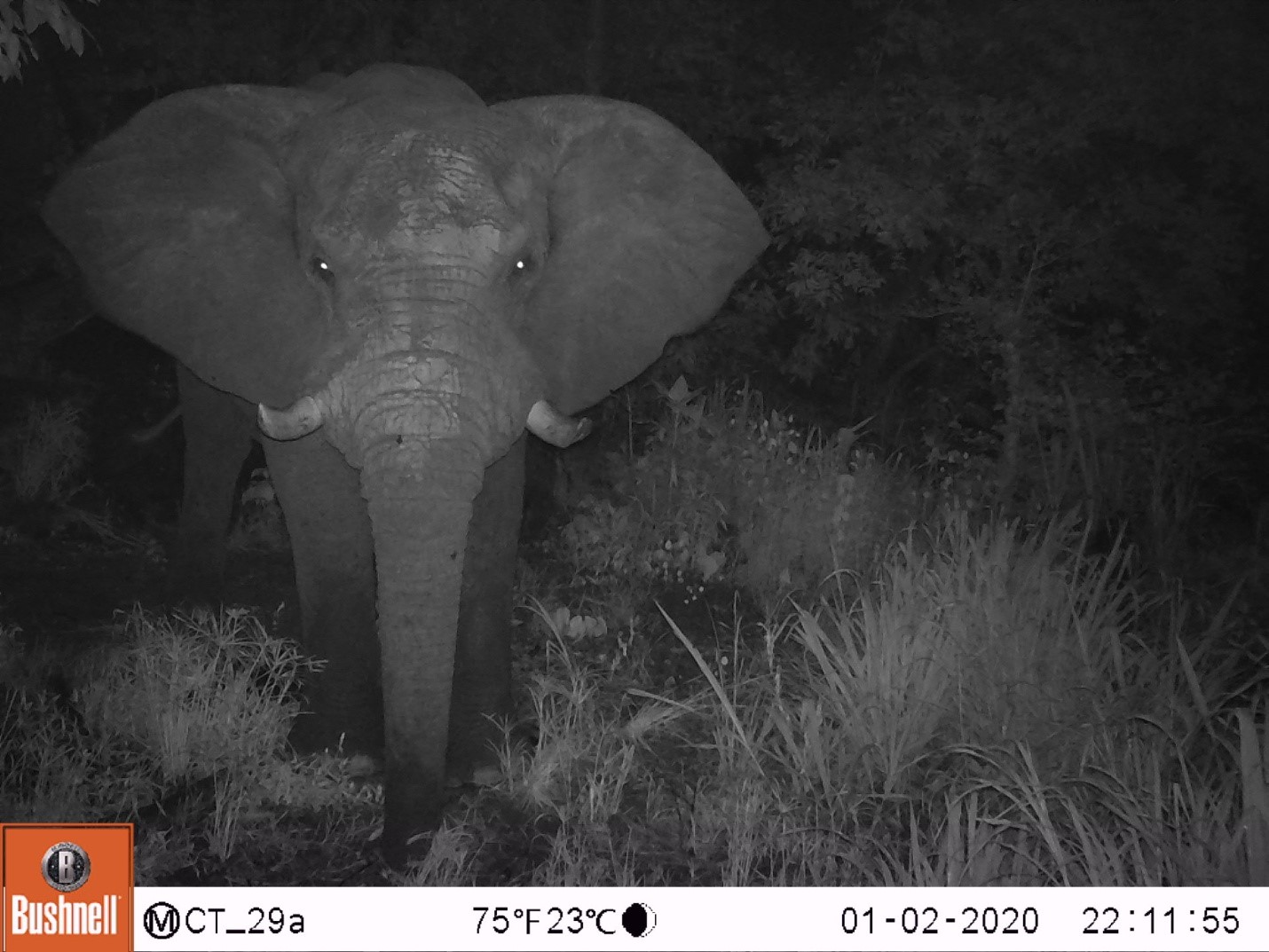 Hastings, unser wunderschöner Elefantenbulle. (Benannt nach dem ersten malawischen Präsident nach der Unabhängigkeit, Hastings Kamuzu Banda) (c) Wildlife Action Group