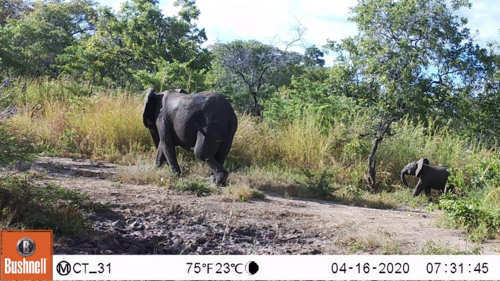 Viele Elefantenherden haben Kälbchen. (c) Wildlife Action Group