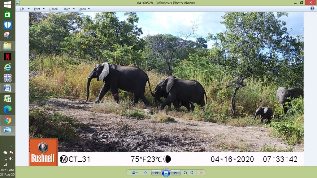 Viele Elefantenherden haben Kälbchen. (c) Wildlife Action Group