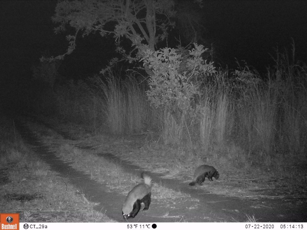 Überall gibt es Honigdachse. (c) Wildlife Action Group