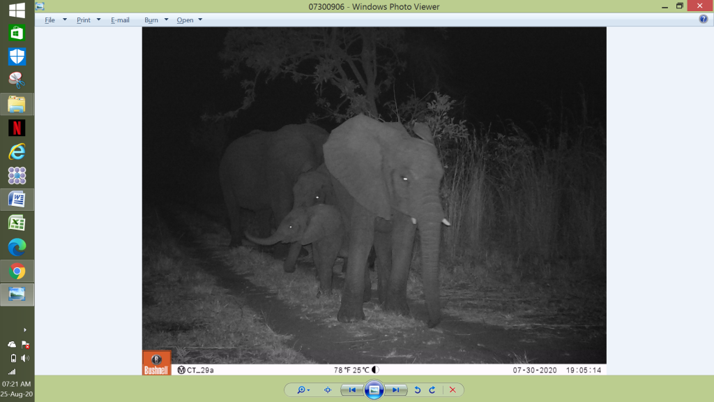 Unsere kleinste Kuhherde mit vier Mitgliedern, inklusive einem Kälbchen. (c) Wildlife Action Group