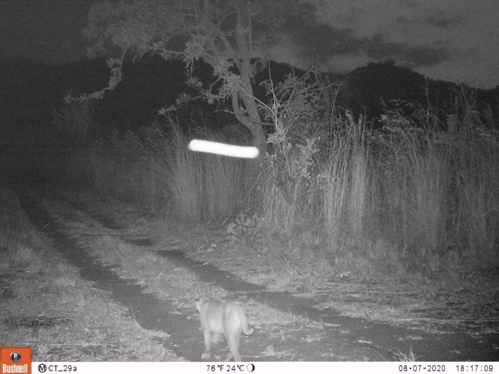 Die 2. Aufnahme eines Karakals in Thuma. Ein Karakal (Caracal caracal), manchmal auch Wüstenluchs genannt, ist eine scheue nachtaktive Wildkatze und wir freuen uns, daß wir auch Raubtiere in Thuma haben. (c) Wildlife Action Group
