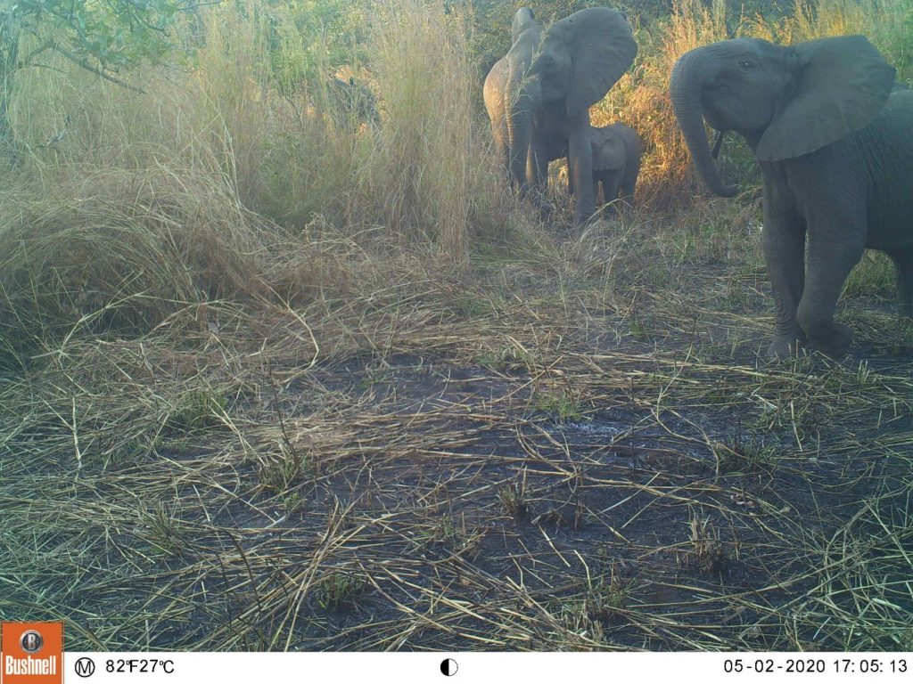 Eine unserer Kuhherden ohne Stoßzähne - auch sie haben ein Kälbchen! (c) Wildlife Action Group