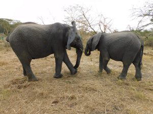 Alamaya und Enkesha (c) Sheldrick Wildlife Trust