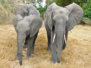 Enkesha mit ihren Freunden (c) Sheldrick Wildlife Trust