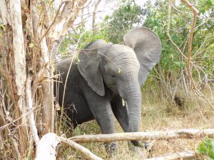 Enkesha (c) Sheldrick Wildlife Trust