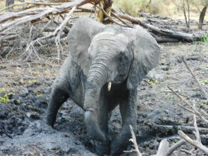 Enkesha (c) Sheldrick Wildlife Trust