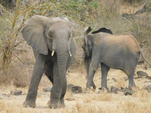 Faraja und Shukuru (c) Sheldrick Wildlife Trust