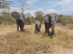 Lima Lima mit Murera und Luggard (c) Sheldrick Wildlife Trust