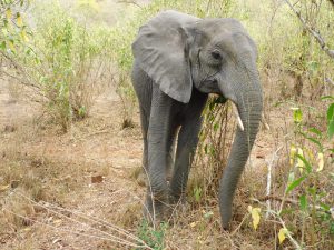Lima Lima (c) Sheldrick Wildlife Trust